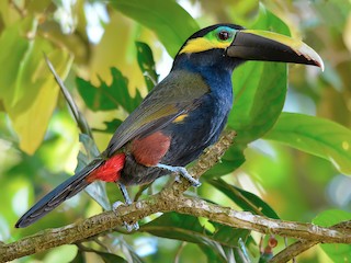 yellow ear toucan costa rica birds tour